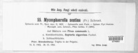 Mycosphaerella pyri image